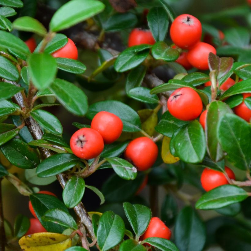 Cotoneaster dammeri Royal Carpet (Raccolta)