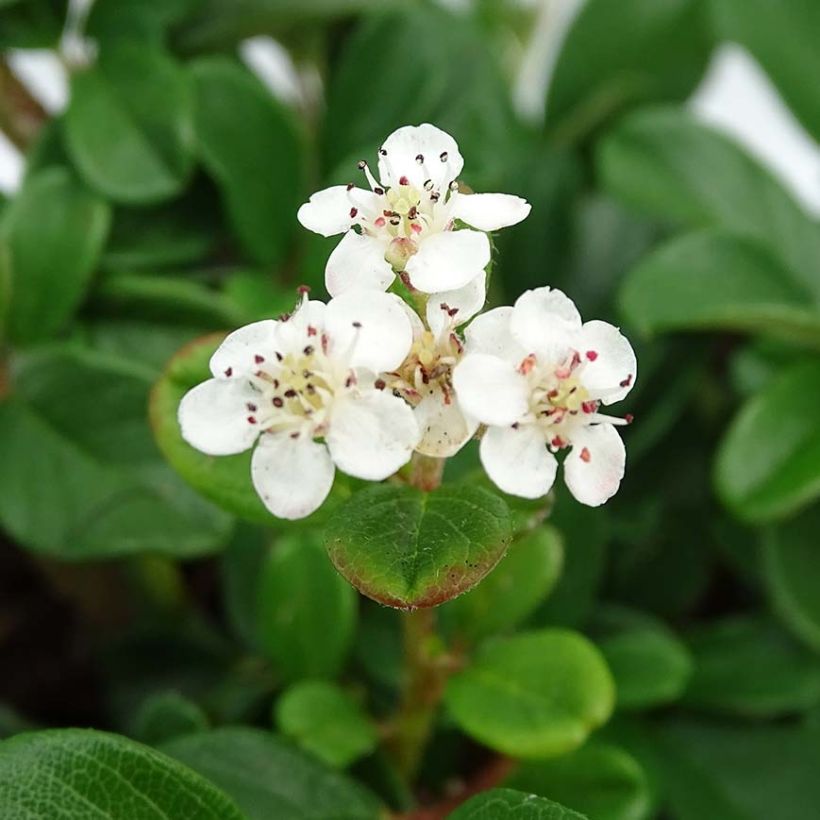 Cotoneaster dammeri Schoon (Fioritura)