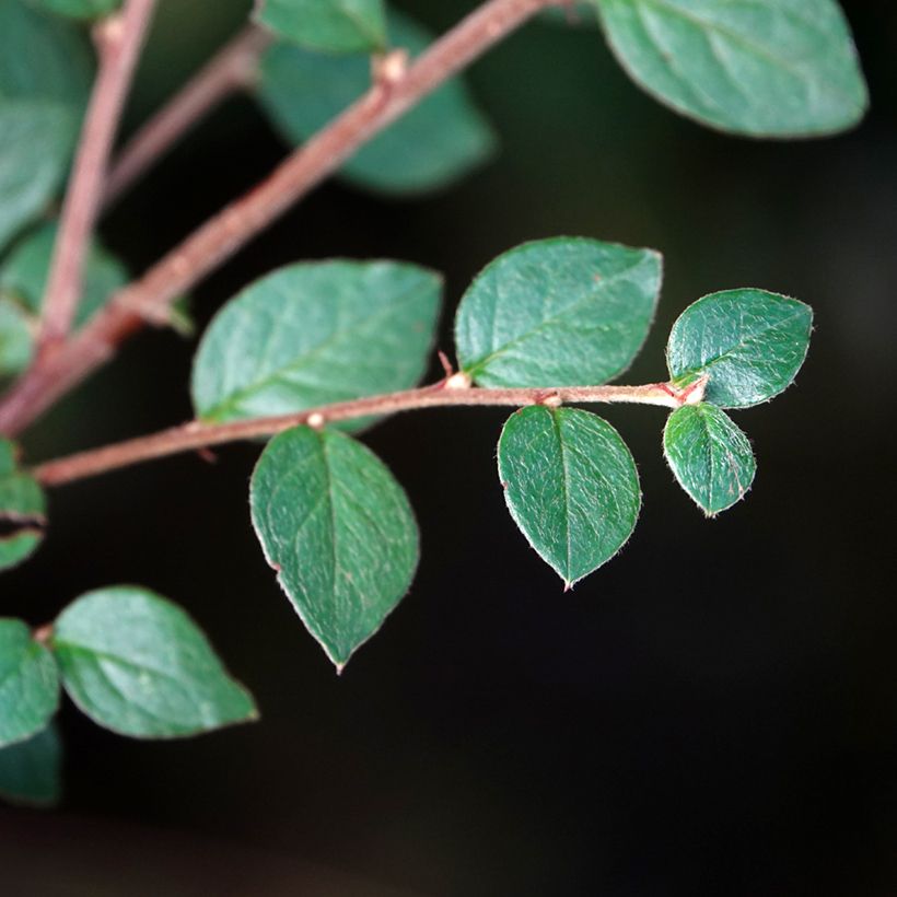 Cotoneaster dielsianus var. elegans (Fogliame)