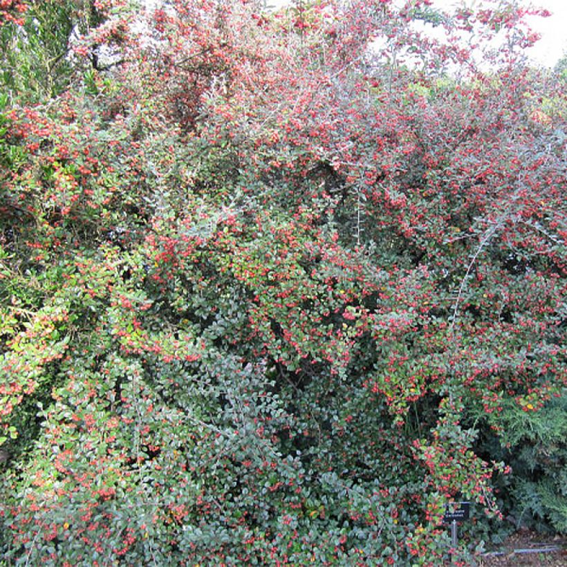 Cotoneaster dielsianus var. elegans (Porto)