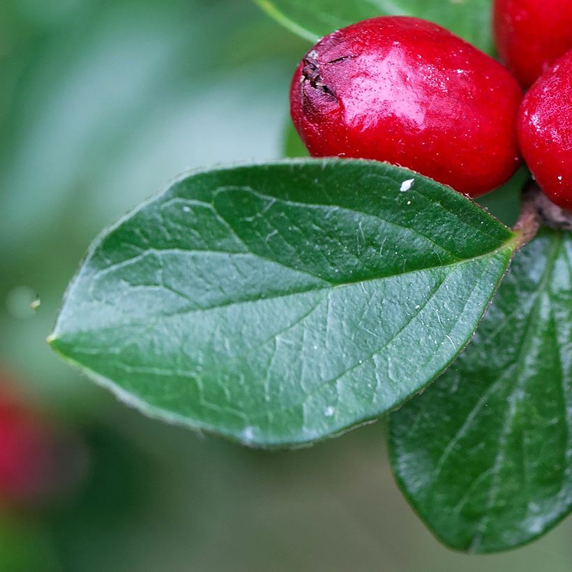 Cotoneaster divaricatus (Fogliame)