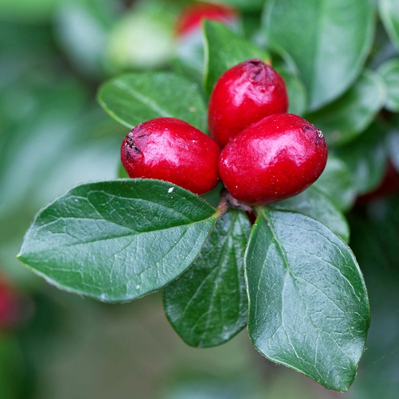 Cotoneaster divaricatus (Raccolta)