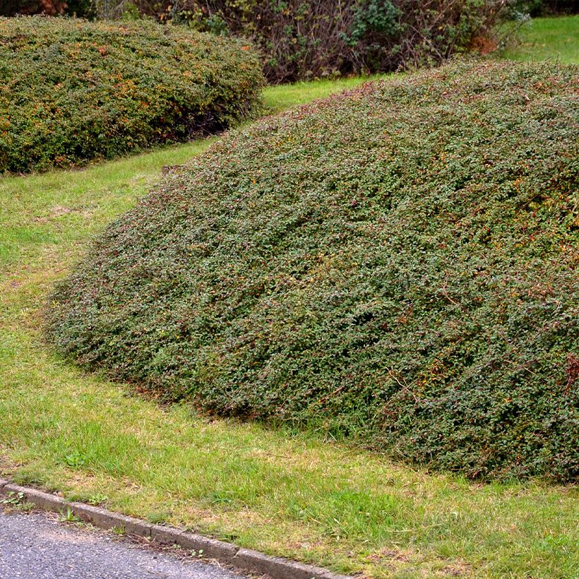 Cotoneaster divaricatus (Porto)