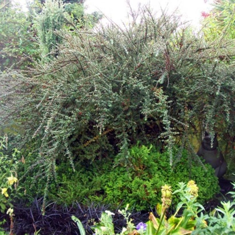 Cotoneaster integrifolius (Porto)