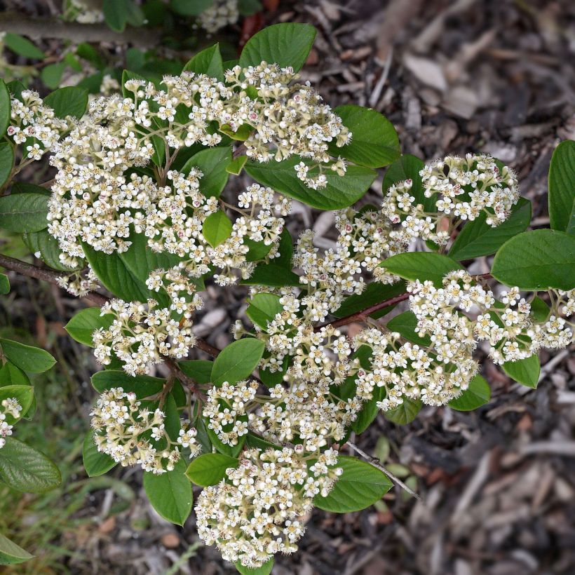 Cotoneaster lacteus - Cotognastro latteo (Fioritura)