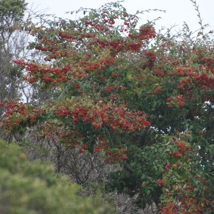 Cotoneaster lacteus - Cotognastro latteo (Porto)