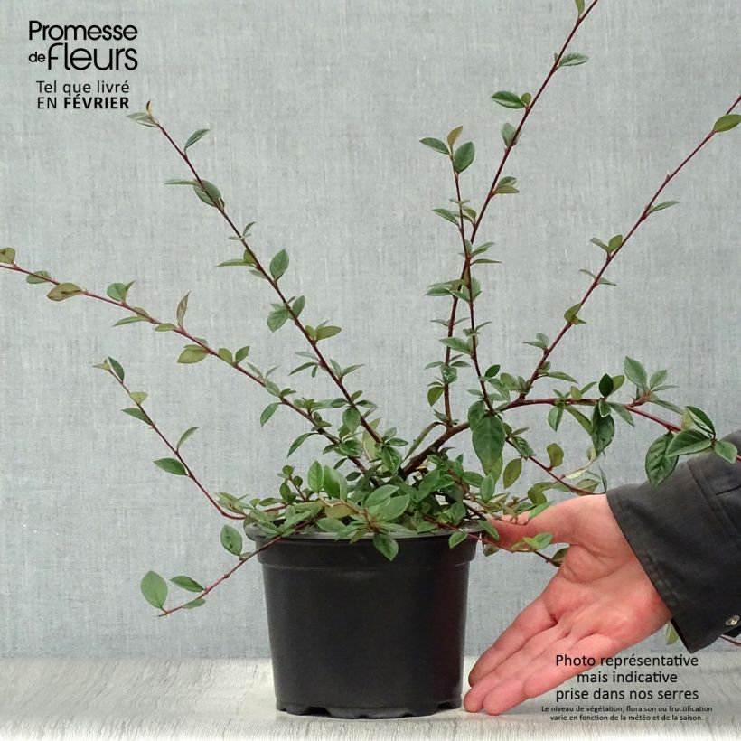 Cotoneaster lacteus - Cotonéaster laiteux en pot de 2/3L esemplare consegnato in inverno