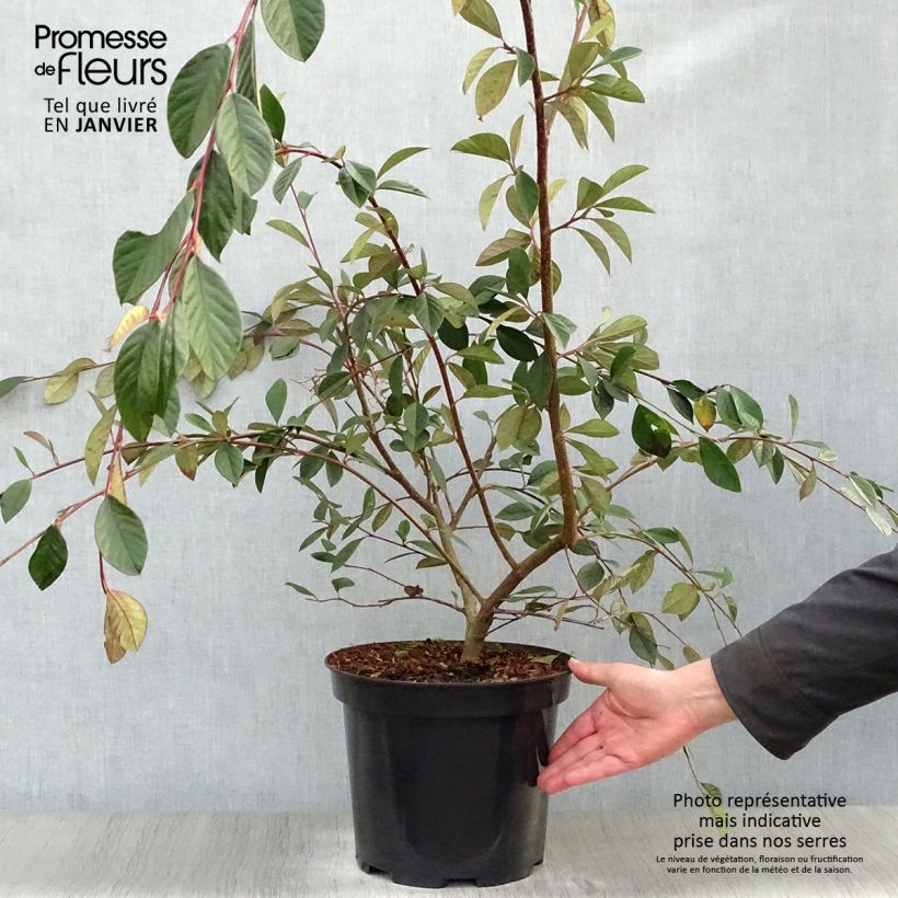 Cotoneaster lacteus - Cotonéaster laiteux en pot de 7,5L/10L esemplare consegnato in inverno