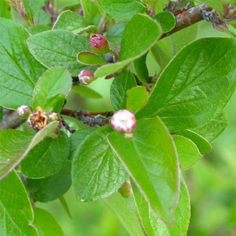 Cotoneaster lucidus (Fogliame)