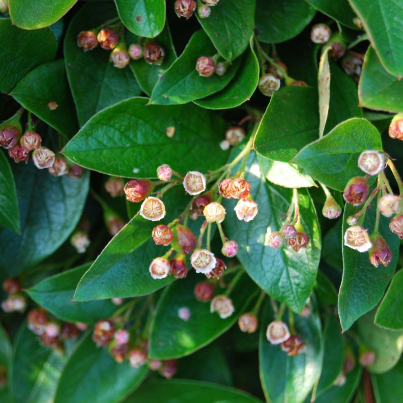 Cotoneaster lucidus (Fioritura)