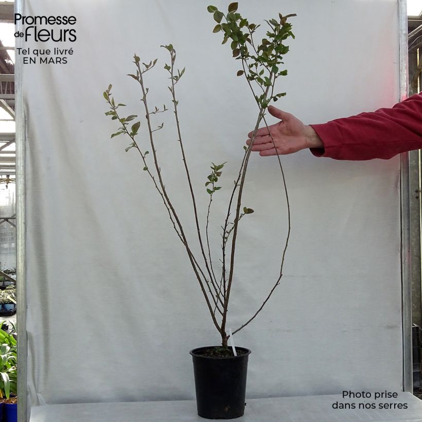 Cotoneaster lucidus  Pot de 2L/3L esemplare consegnato in inverno