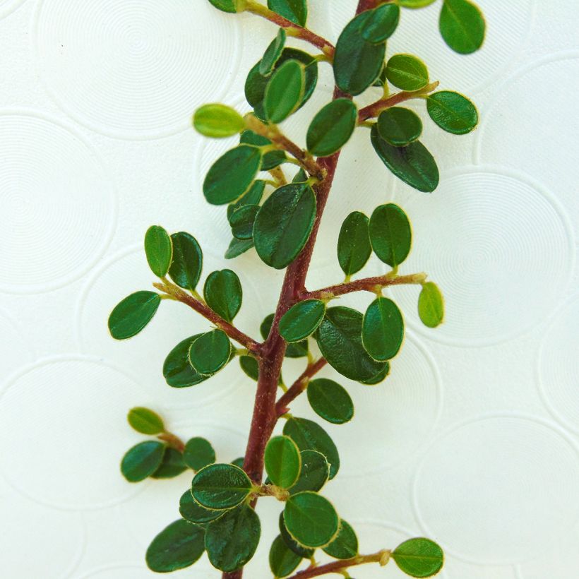 Cotoneaster microphyllus (Fogliame)