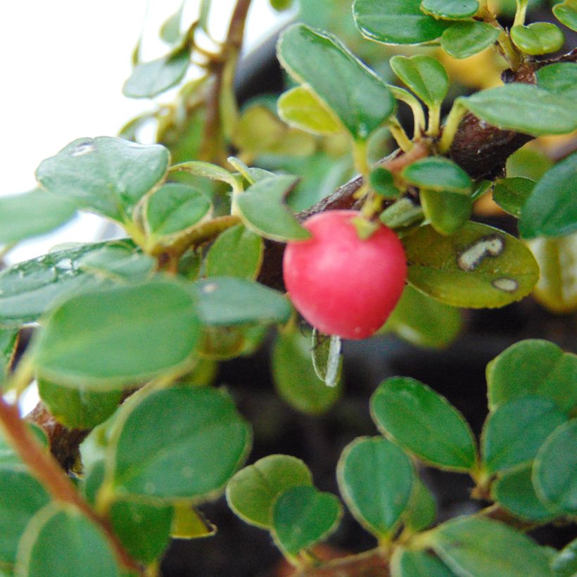 Cotoneaster microphyllus (Raccolta)