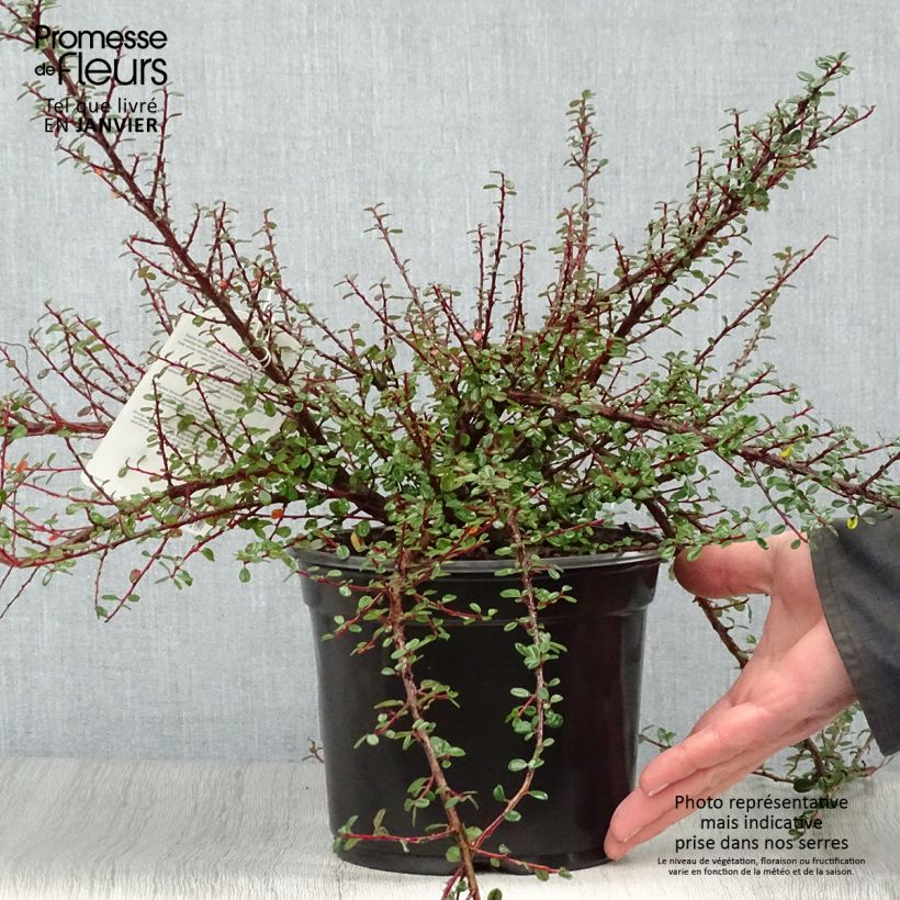 Cotoneaster microphyllus - Cotonéaster à petites feuilles Pot de 2L/3L esemplare consegnato in inverno