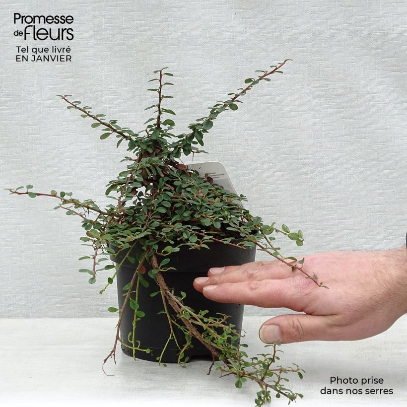 Cotoneaster procumbens Queen of Carpets en pot de 1.5L esemplare consegnato in inverno