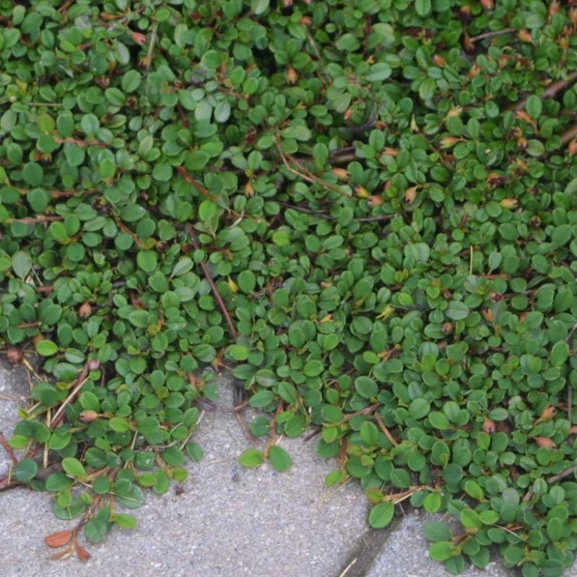 Cotoneaster procumbens Streibs Findling (Porto)