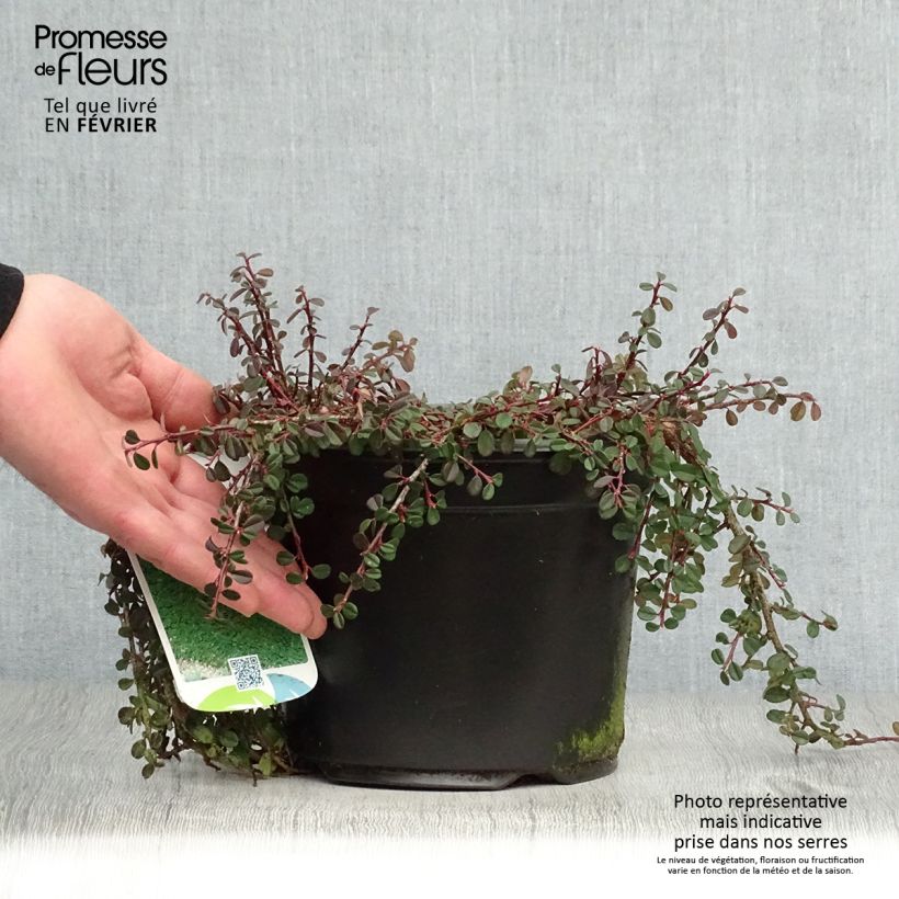 Cotoneaster procumbens Streibs Findling - Cotonéaster rampant Pot de 2L/3L esemplare consegnato in inverno