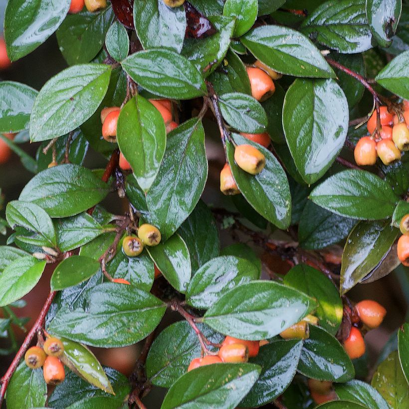 Cotoneaster simonsii (Fogliame)