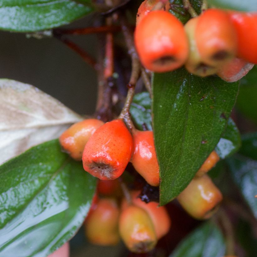 Cotoneaster simonsii (Raccolta)