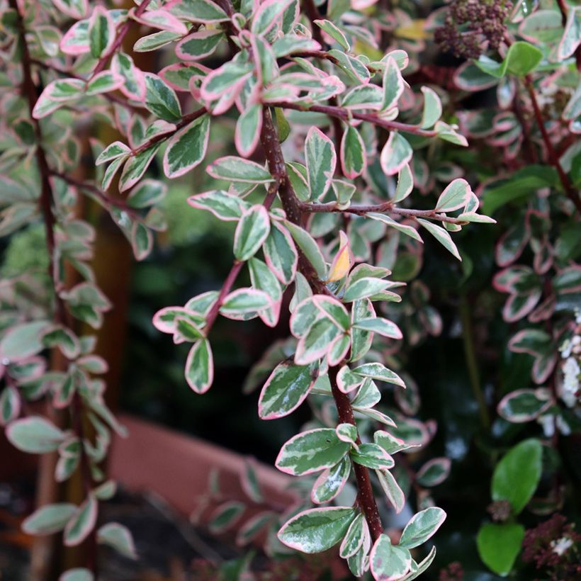 Cotoneaster suecicus Juliette (Fogliame)