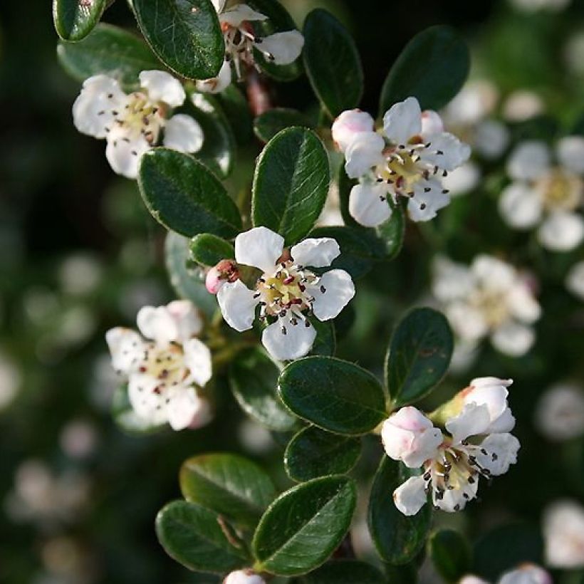 Cotoneaster dammeri Mooncreeper (Fioritura)