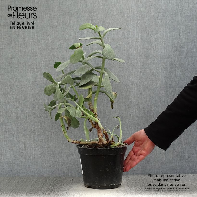 Cotyledon orbiculata Gray - Plante grasse Pot de 3L/4L esemplare consegnato in inverno