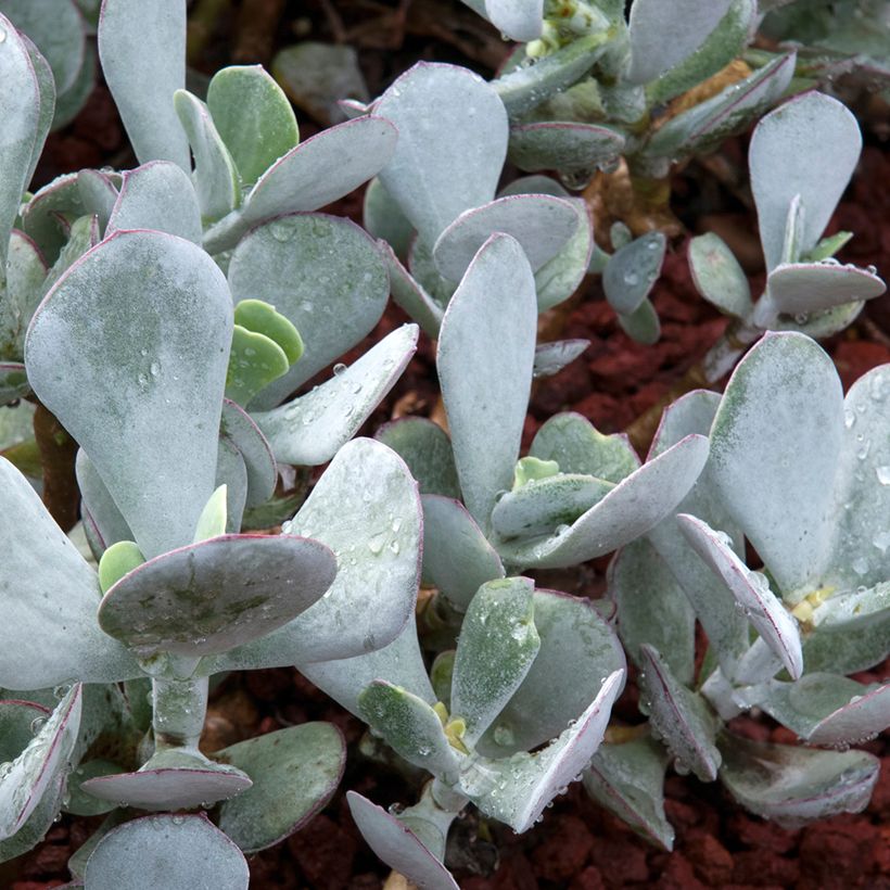 Cotyledon orbiculata Gray (Fogliame)