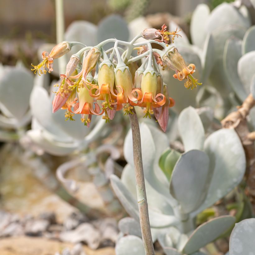 Cotyledon orbiculata Gray (Fioritura)