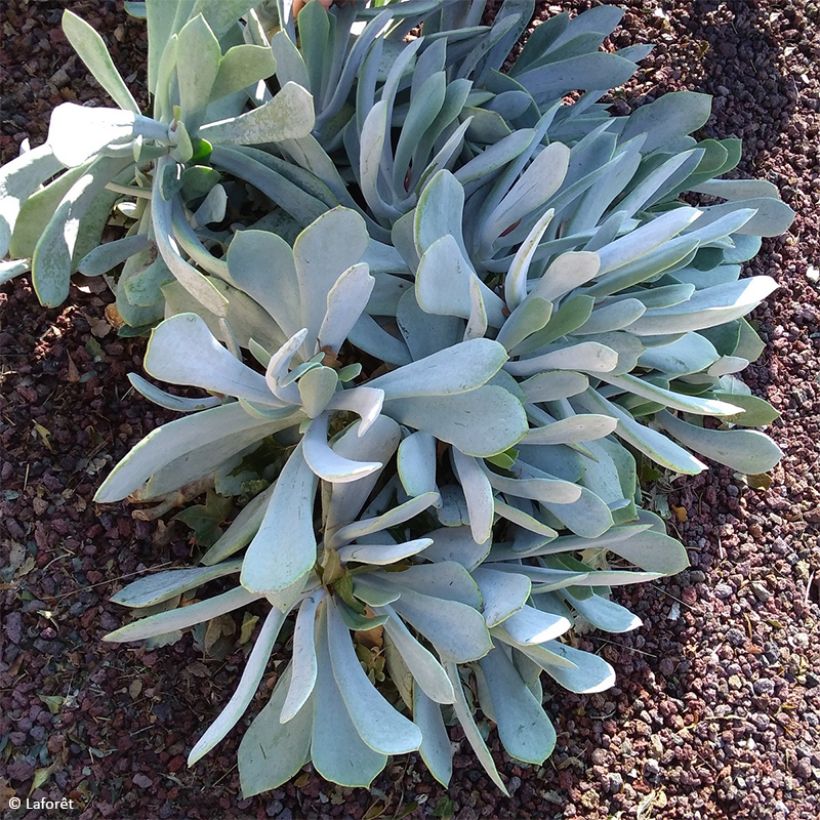 Cotyledon orbiculata Gray (Porto)