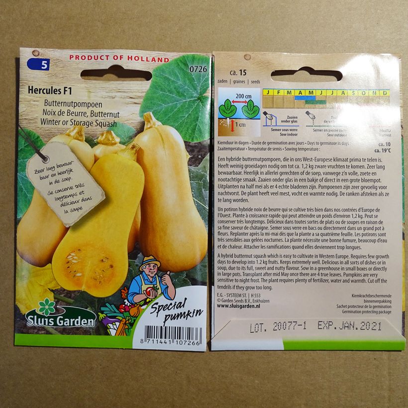 Esempio di esemplare Courge Butternut Hercules F1 Graines come consegnato