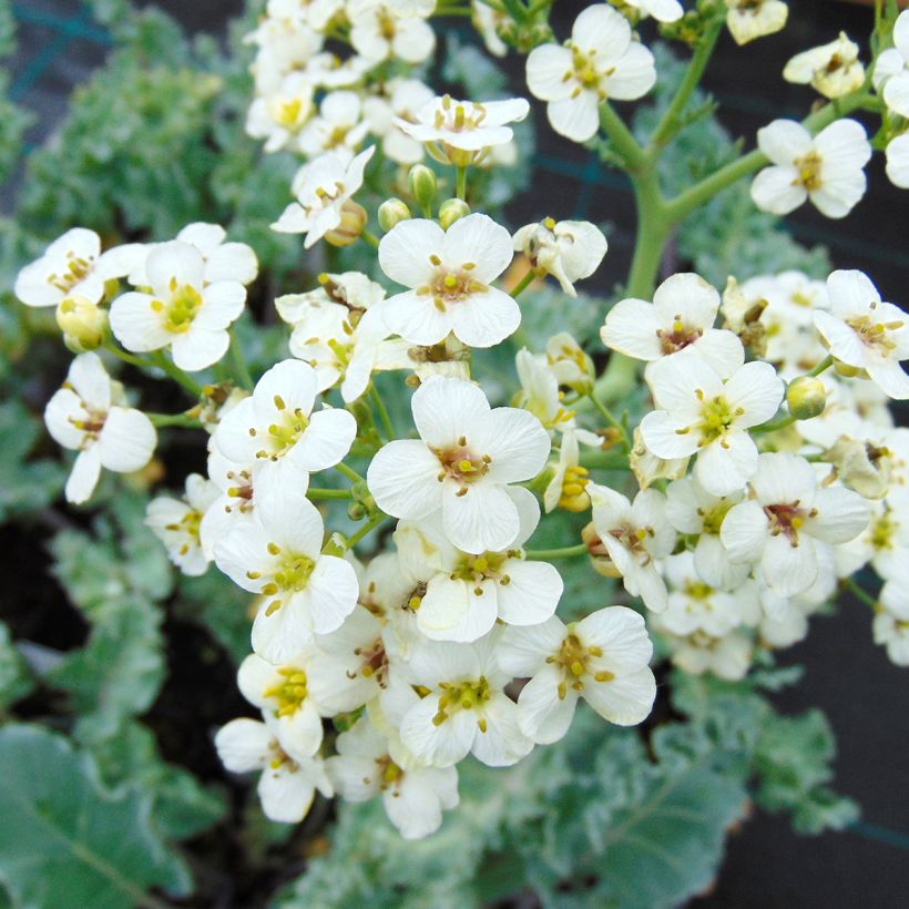 Crambe maritima - Cavolo marino (Fioritura)