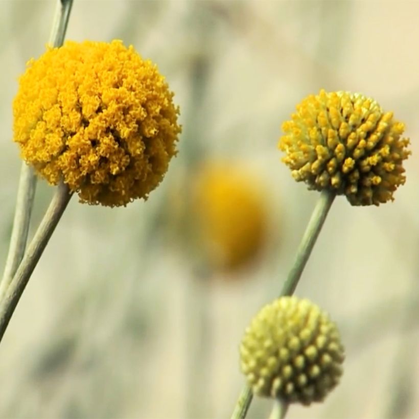 Craspedia globosa (Fioritura)