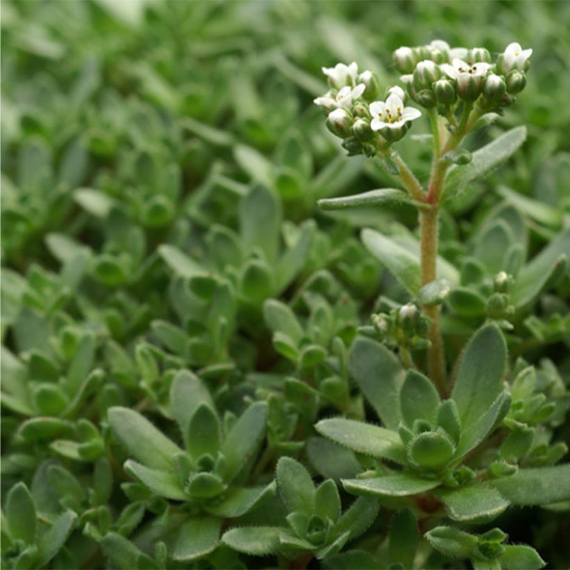 Crassula exilis subsp. sedifolia (Fogliame)