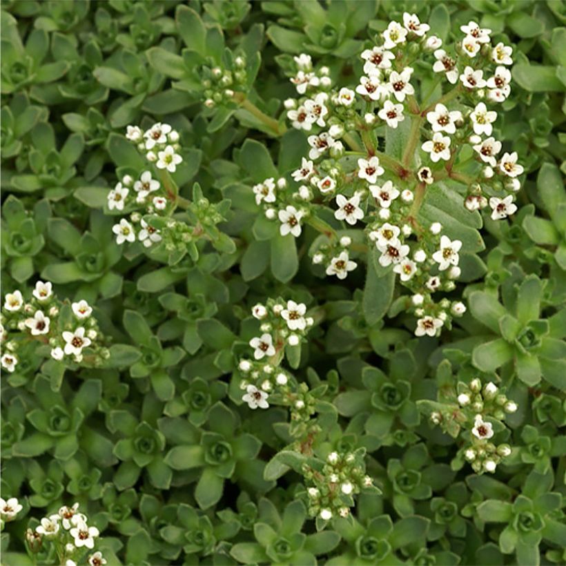 Crassula exilis subsp. sedifolia (Fioritura)