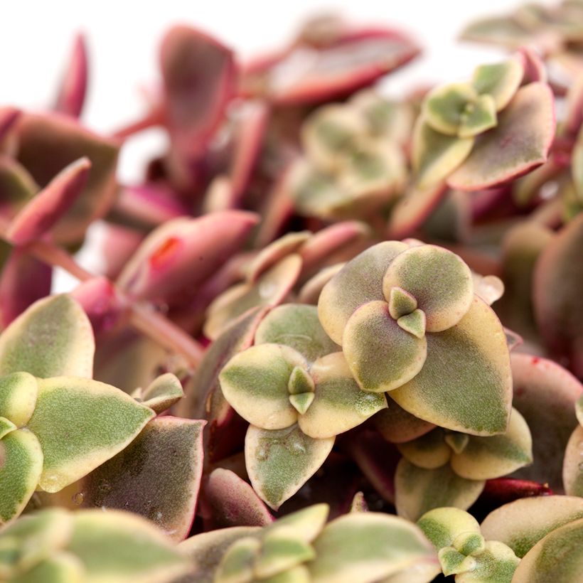 Crassula pellucida subsp. marginalis (Fogliame)