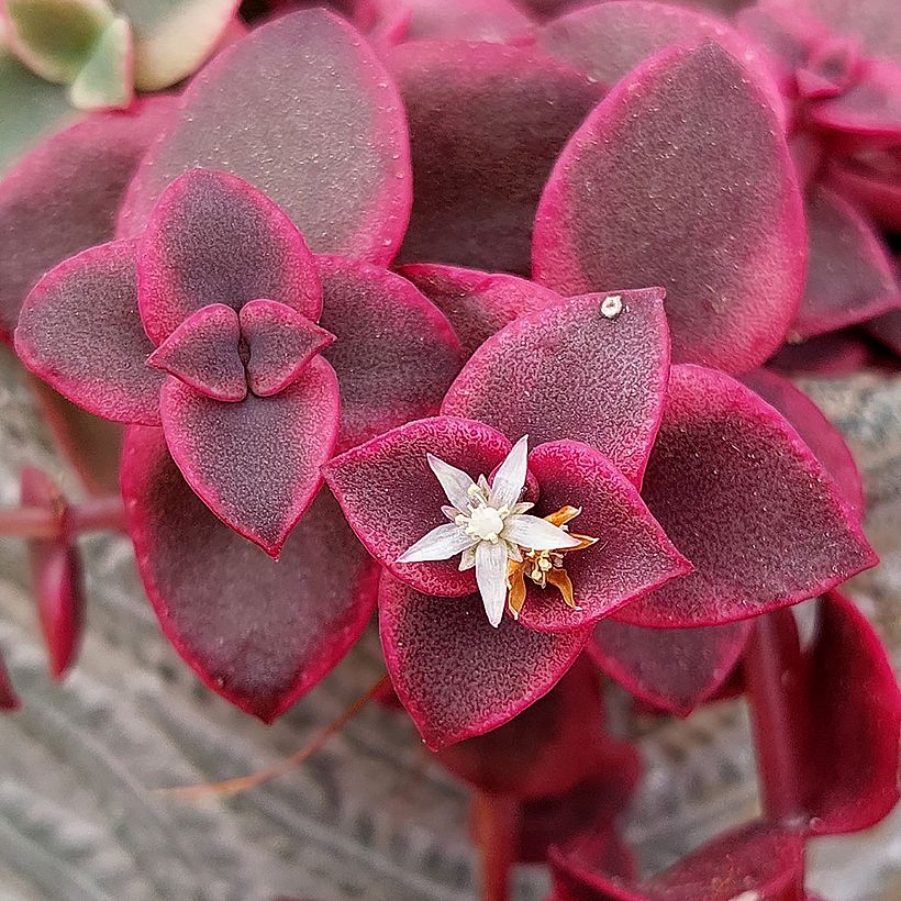 Crassula pellucida subsp. marginalis (Fioritura)