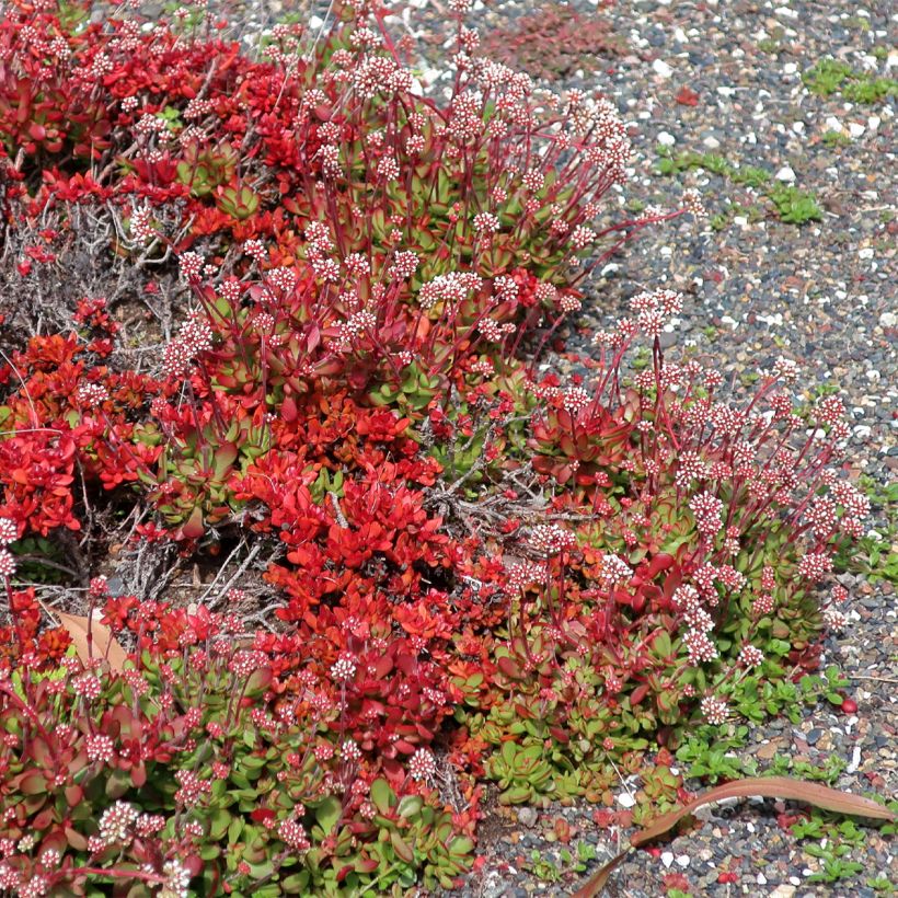 Crassula pubescens subsp. radicans Small Red (Porto)