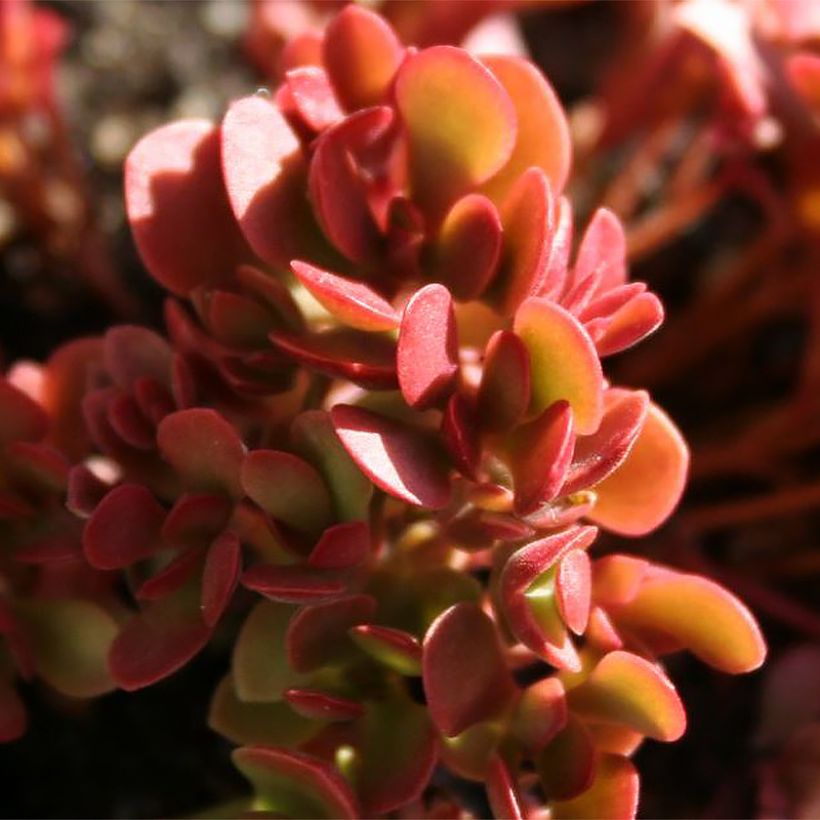 Crassula pubescens subsp. radicans Small Red (Fogliame)