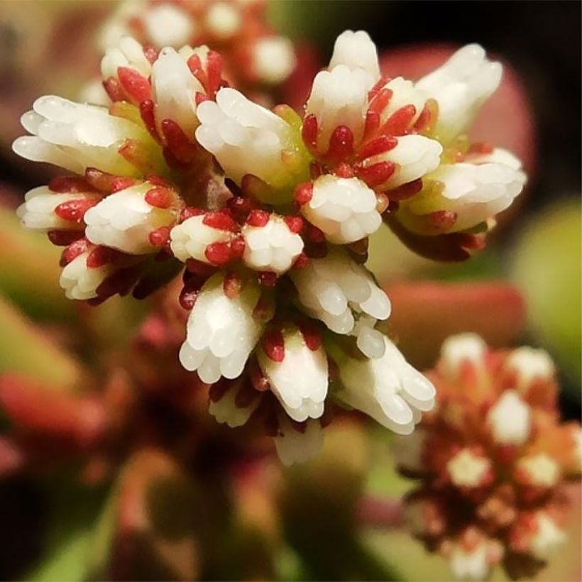 Crassula pubescens subsp. radicans Small Red (Fioritura)