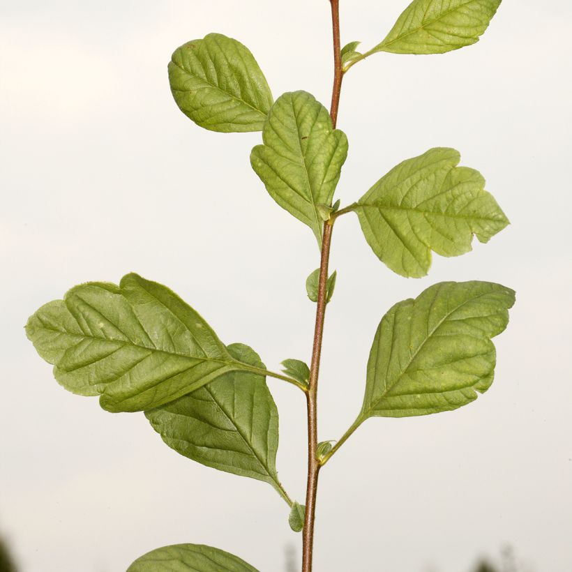 Crataegomespilus dardarii Jules d'Asnière (Fogliame)