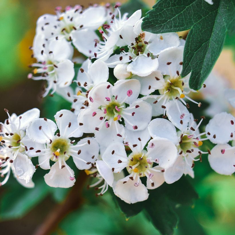 Crataegus azarolus - Azzeruolo (Fioritura)