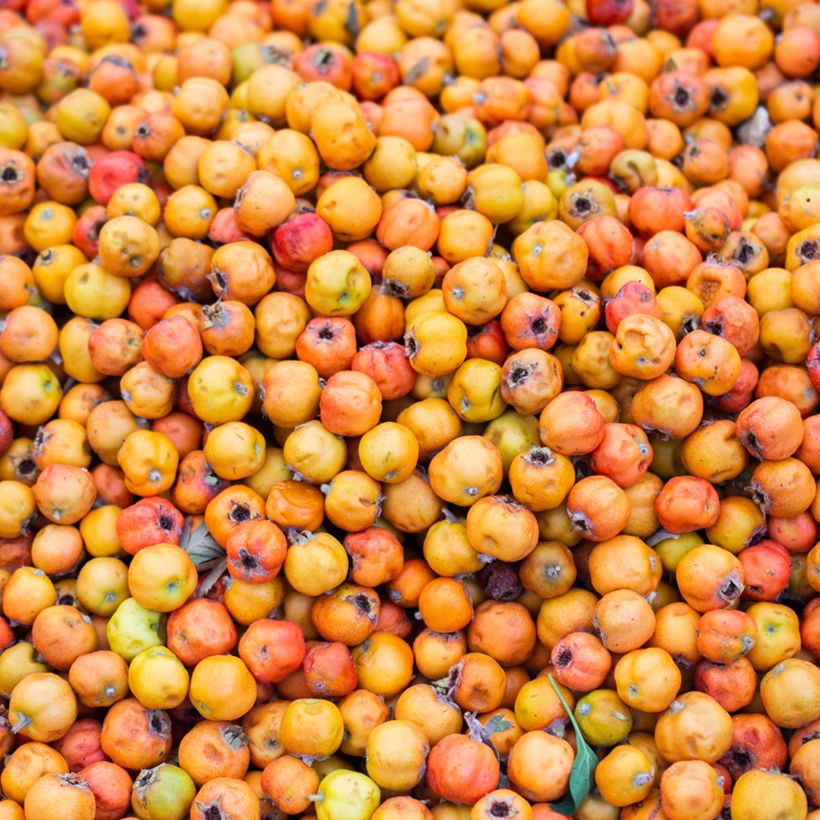 Crataegus azarolus - Azzeruolo (Raccolta)