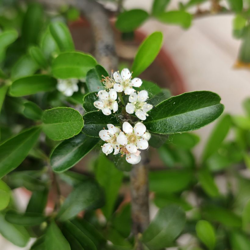 Crataegus crus-galli - Biancospino piè di gallo (Fioritura)