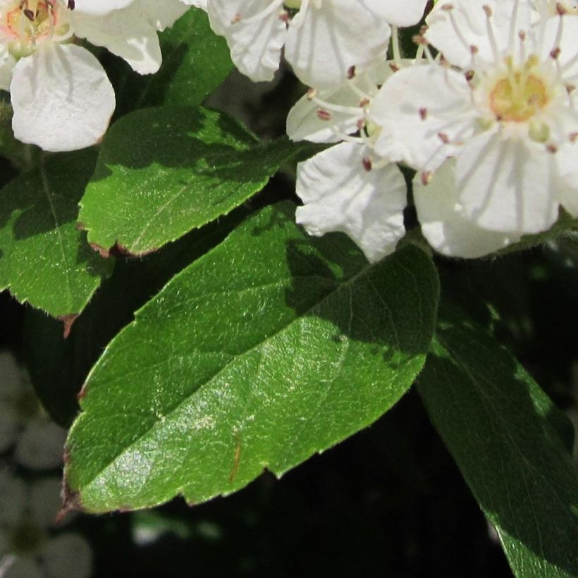 Crataegus grignonensis (Fogliame)