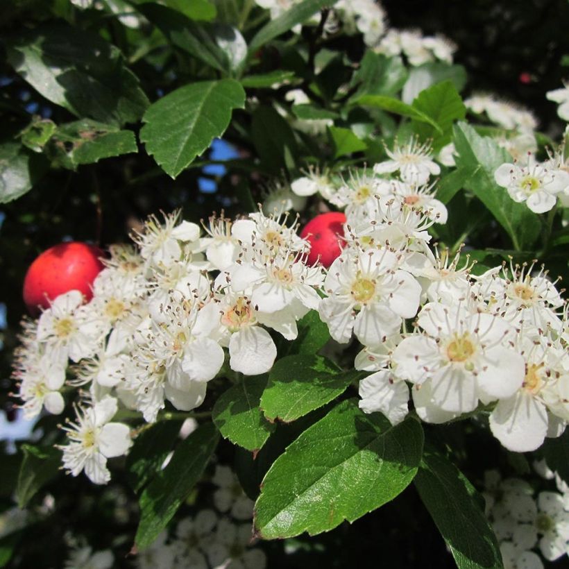 Crataegus grignonensis (Fioritura)