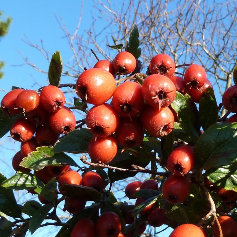 Crataegus grignonensis (Raccolta)