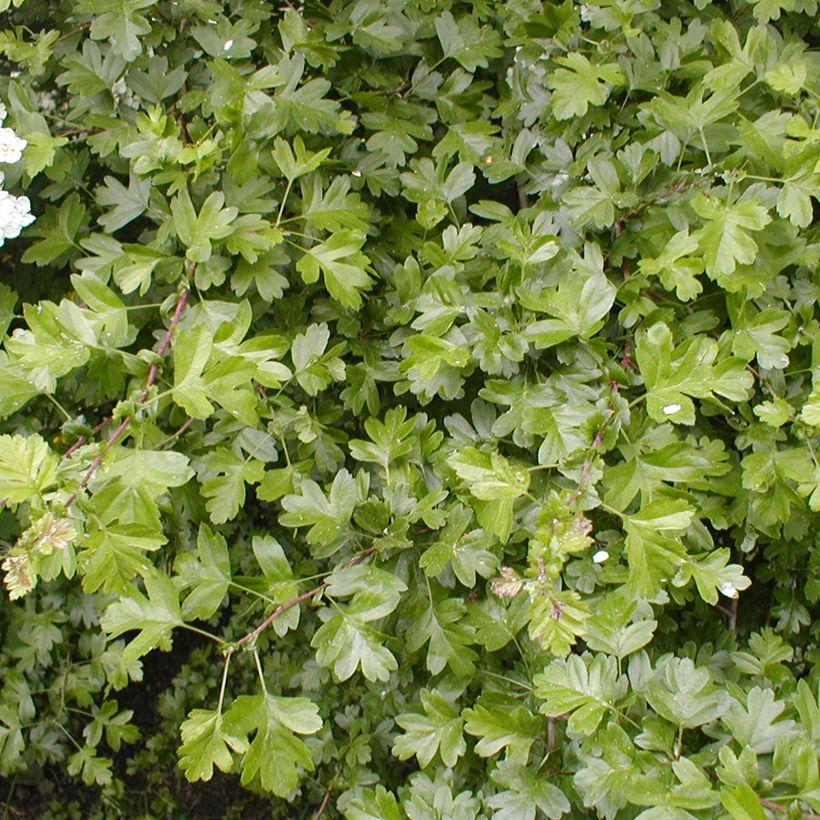 Crataegus laevigata - Biancospino selvatico (Fogliame)