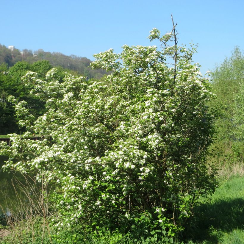 Crataegus laevigata - Biancospino selvatico (Porto)