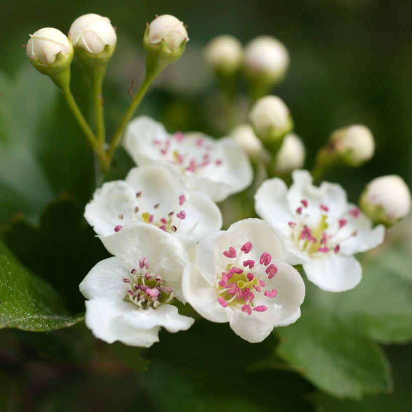 Crataegus laevigata - Biancospino selvatico (Fioritura)