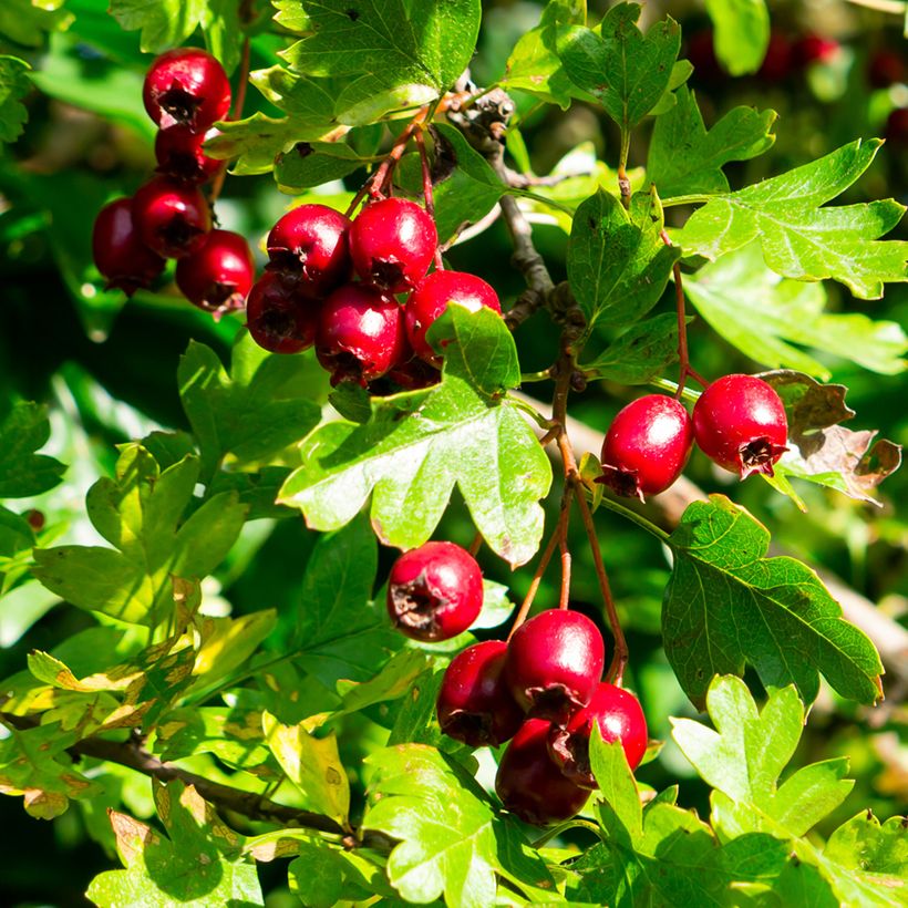 Crataegus laevigata - Biancospino selvatico (Raccolta)